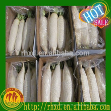 Precio de rábano blanco fresco de China